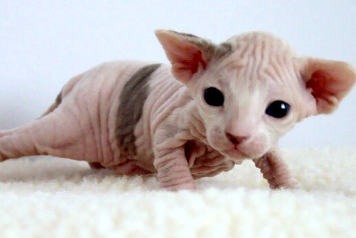 2_week-old_female_sphynx_28suki29.jpg