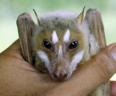 fruit-bat_new.jpg