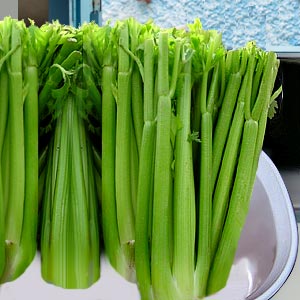 celery.jpg