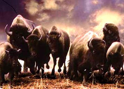 BuffaloStampede.jpg