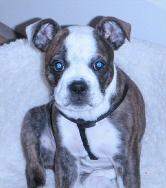 EnglishBostonBulldogBailey4halfMonths.JPG