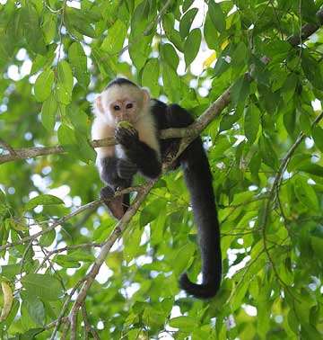 spider-monkey2-thumb.jpg