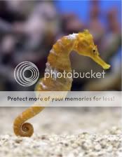 seahorse.jpg