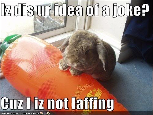 funny-pictures-rabbit-is-not-please.jpg