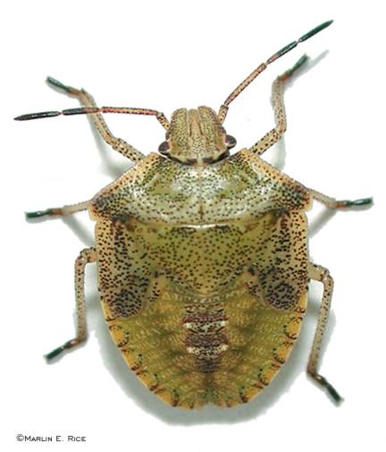 brown_stink_bug_nymph.jpg