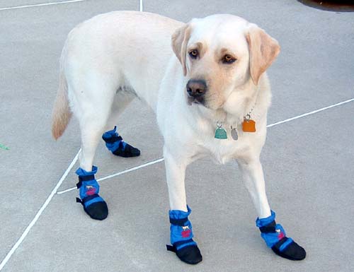 Dog_Boots.jpg