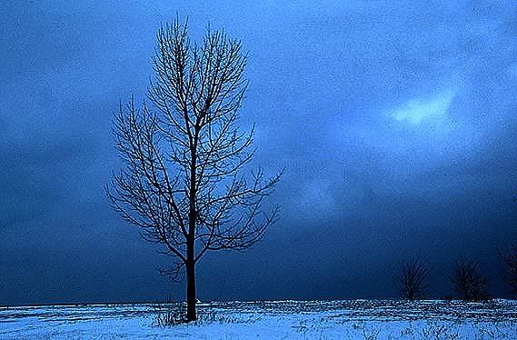 winter-tree.jpg