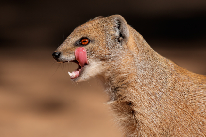 mongoose_1.jpg