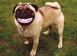 pug_laughing.jpg