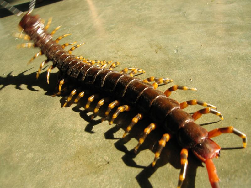 Scolopendra_gigantea_(1).jpg