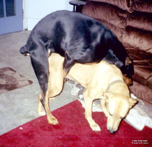 dobdoit3-Dogs-mating.jpg