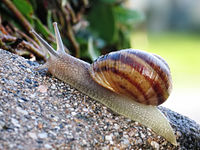 200px-Common_snail.jpg