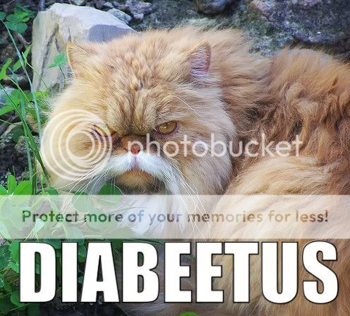 diabeetus_cat.jpg