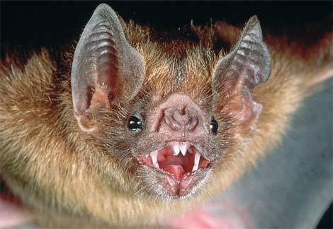 vampire-bat.jpg